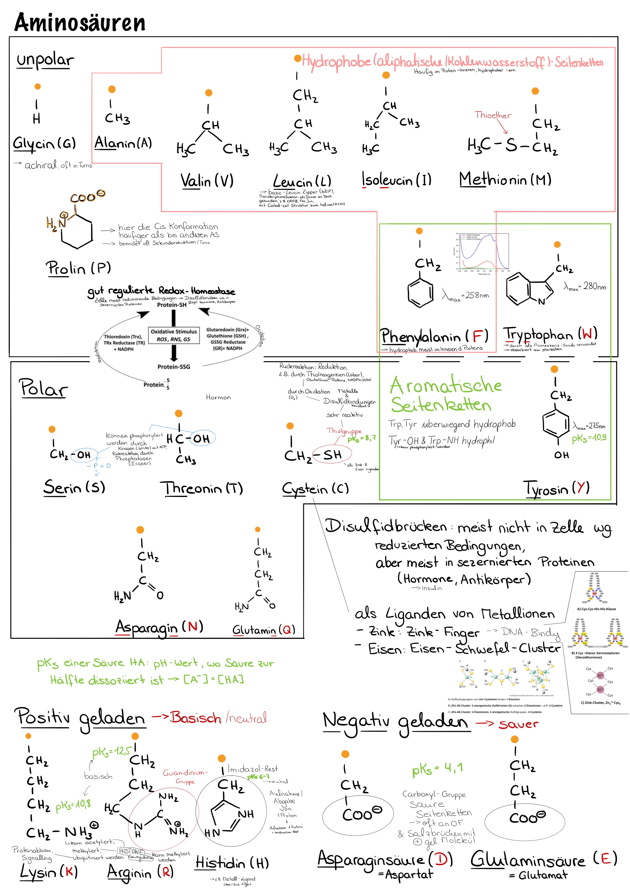Aminosäuren Deutsch Image